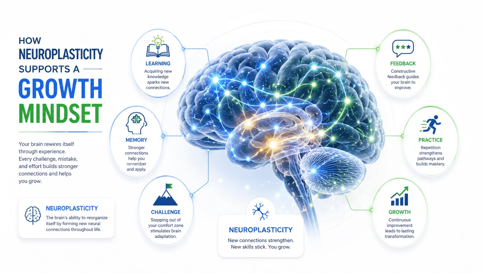 Scientific illustration showing neuroplasticity and how the brain creates new neural pathways through learning and practice.
