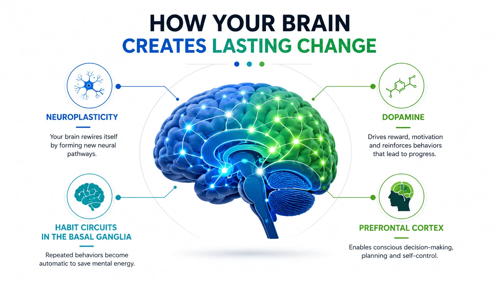 Neuroscience infographic showing how your brain creates lasting change through neuroplasticity, dopamine, habit circuits, and prefrontal cortex.